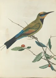 Guêpier de montagne. Lewin, John. Oiseaux de Nouvelle-Galles du Sud avec leur histoire naturelle. Sydney - G. Howe...